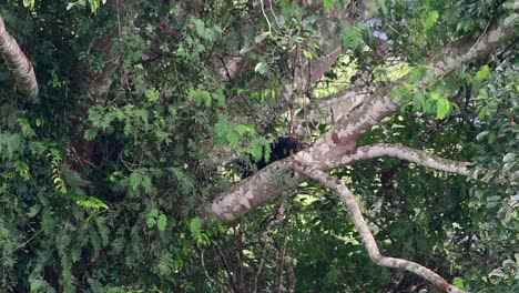 el oso negro asiático bajando de un árbol fructífero, ursus thibetanus, también se llama oso negro asiático