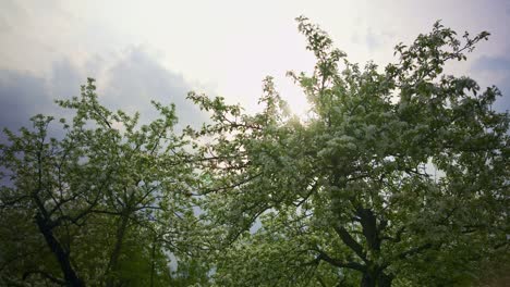 almond blossoms swaying in garden breeze