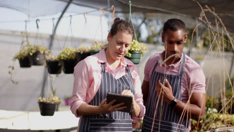 garden center diverse workers in aprons discussing plants while using digital tablet, in greenhouse