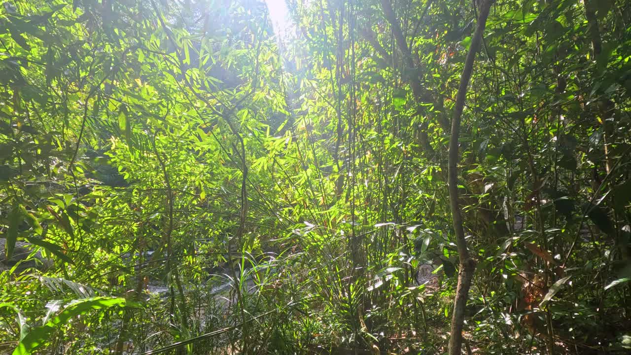 Sunlight beams through lush green forest foliage