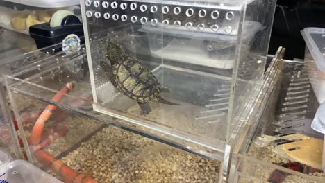 Snapping-Turtle-And-Black-banded-Trinket-Snake-Inside-Transparent-Glass-Cages-In-Thailand---Pet-Expo-2020---close-up