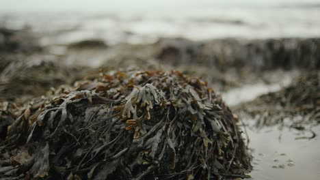 close-up of wet seaweed on beach