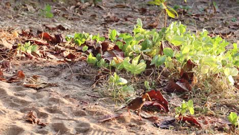 un pequeño pájaro salta por ahí en busca de comida.