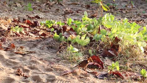 a small bird hops around searching for food.