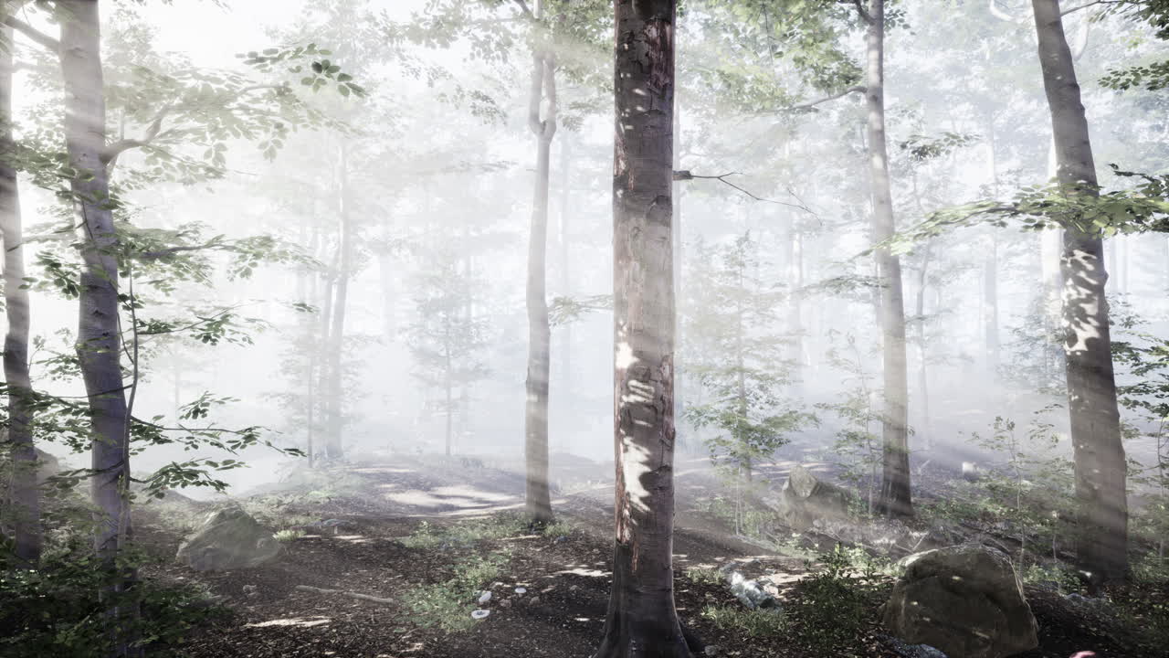 저녁에 숲에서 반 ⁇ 이는 안개