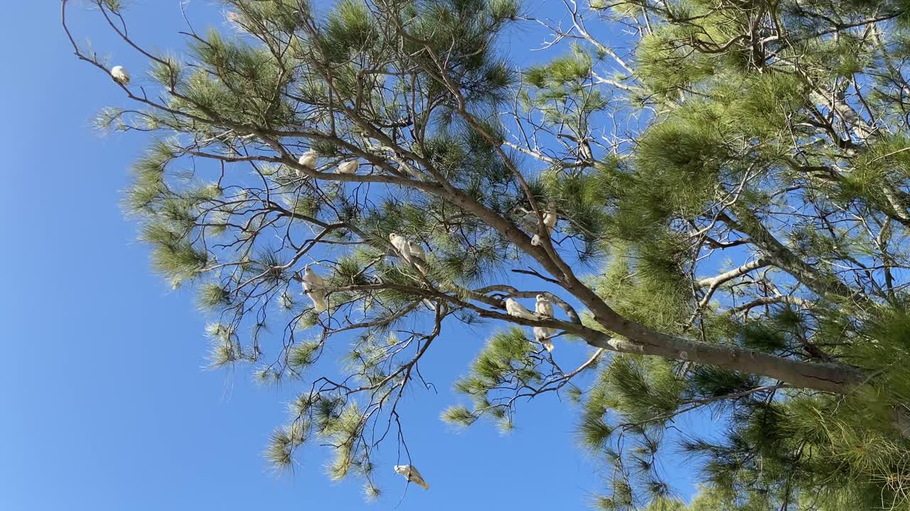 группа белых какаду отдыхает, загорая на ветке дерева