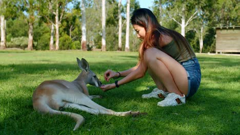 young malaysian woman feeding a red kangaroo laying in the grass