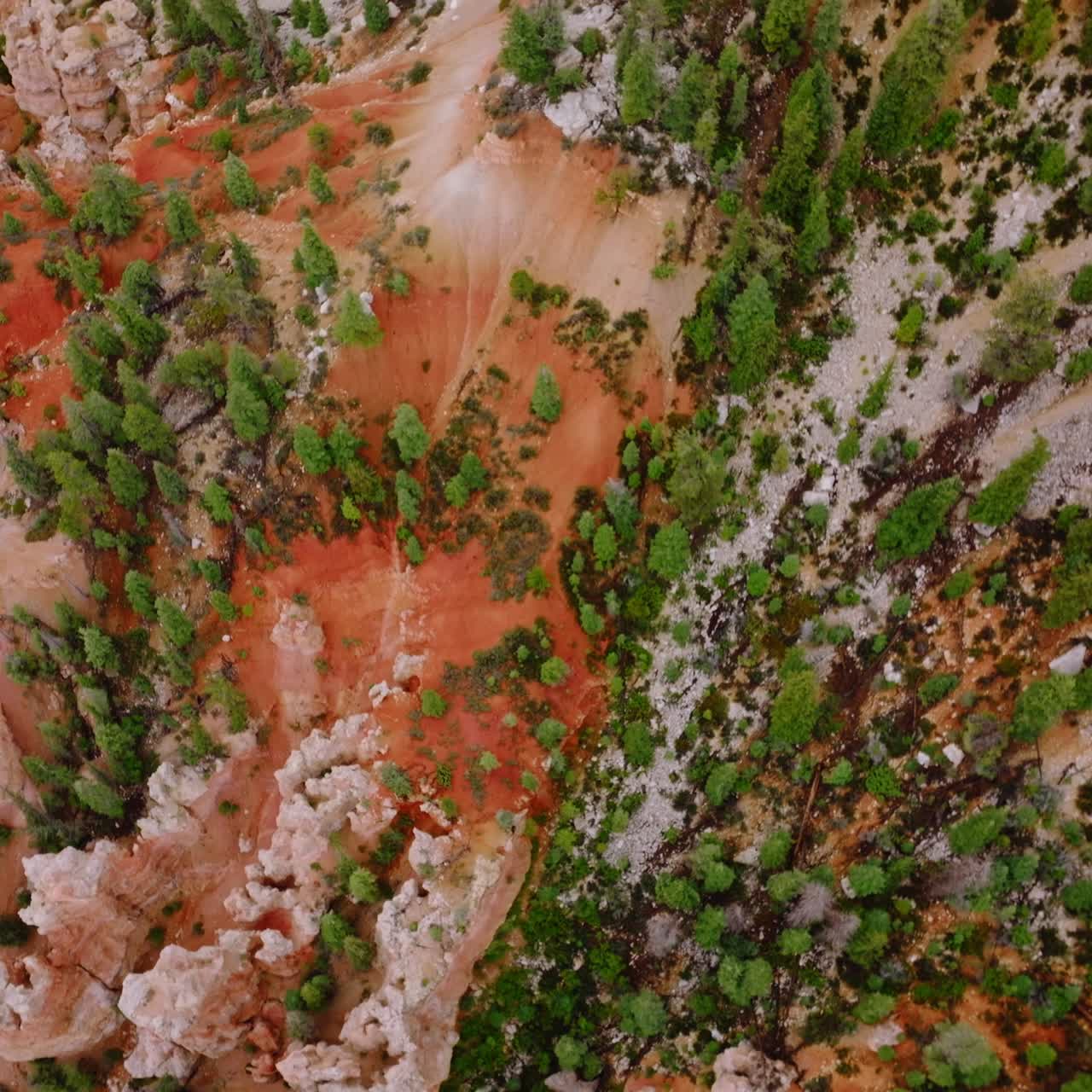 Pine trees growing on the cliffs of sharp-topped rocks of Bryce Canyon. Beautiful coral rocks from bird's eye view