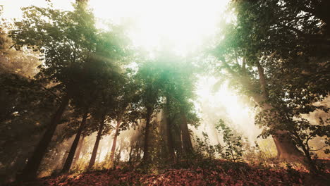 rayos de sol en un bosque de niebla