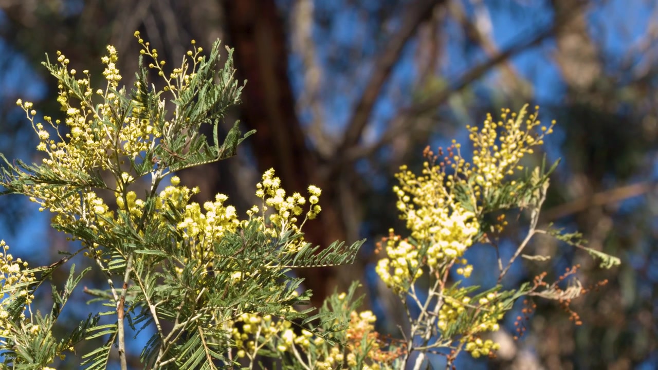 Primo piano di fiori di acacia gialli in fiore che ondeggiano contro un cielo blu a Wentworth Falls, Australia.