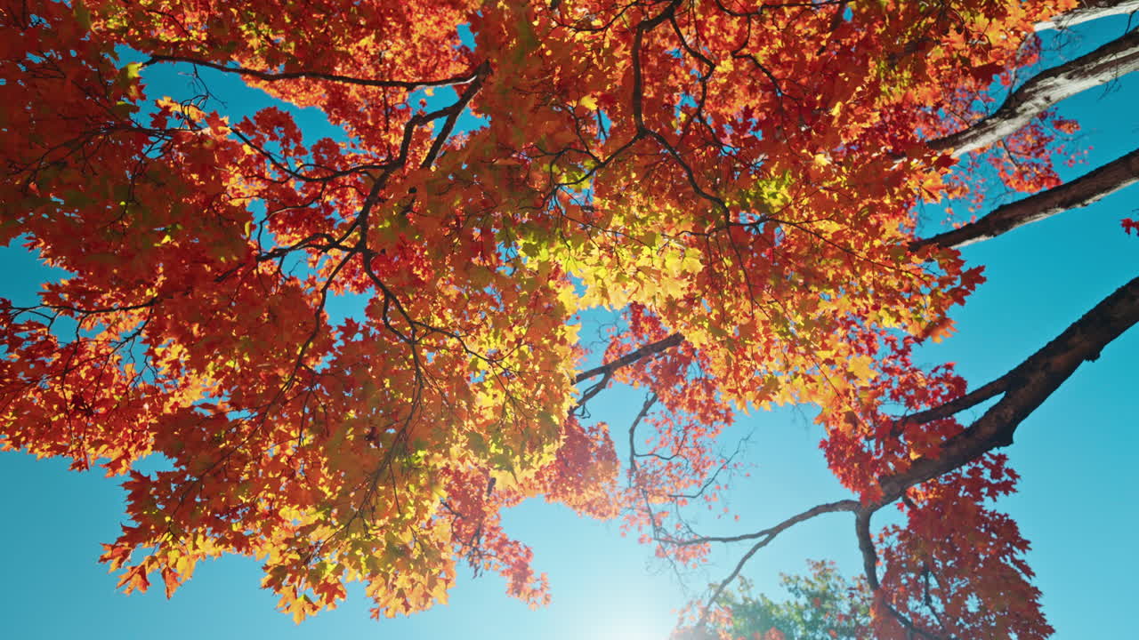 Moving past trees with colorful orange foliage. Autumn vibrant colors. Peaceful fall scenery.
Sunlight coming through the tree's branches. Tree leaves fall off in slow motion.