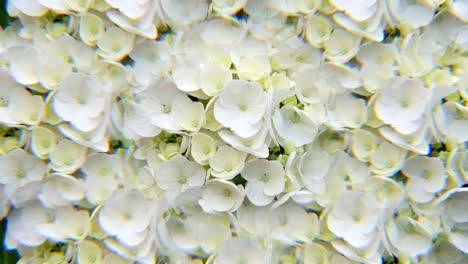 kaleidoscopic view of hydrangea flowers