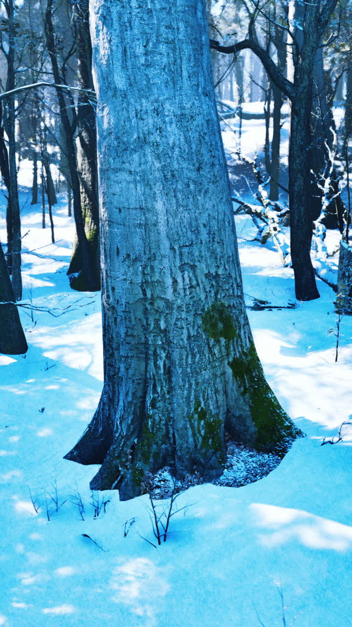 눈 인 숲 속 의 큰 나무