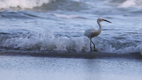 bird navigating waves to catch food