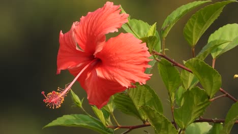 Hermosa-Flor-De-Hibisco-En-El-Viento-