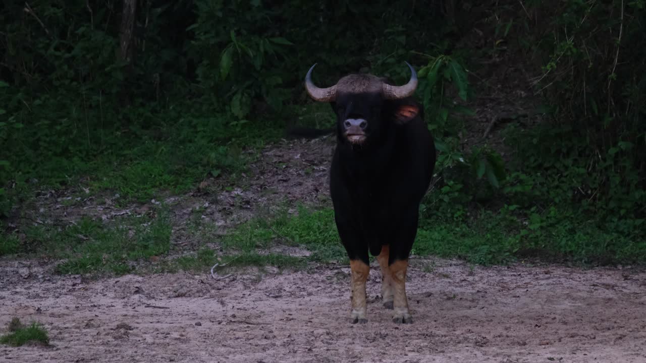 moviendo su cola mirando hacia la cámara y luego se inclina para comer algo, bisonte indio bos gaurus, tailandia