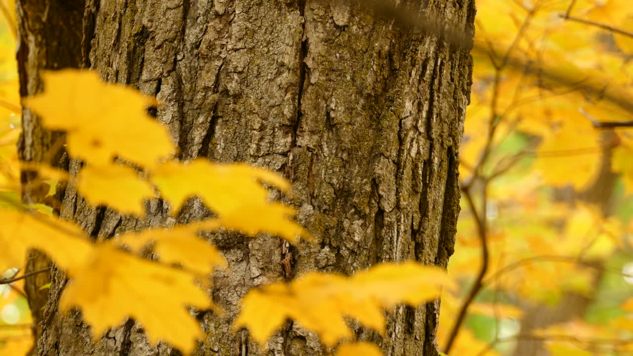 Söpö pieni lintu kävelemässä ison puun rungolla, värikkäät keltaiset syyslehdet kehystämässä kuvaa.