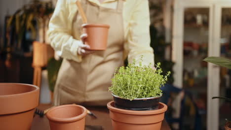 woman repotting thyme herb