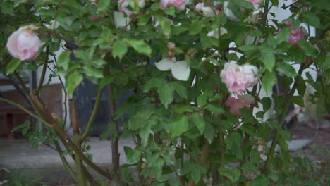 CLOSE-UP-Footage-of-Rose-Tree-In-a-House-Garden-at-Kalamata-SLOW-MOTION