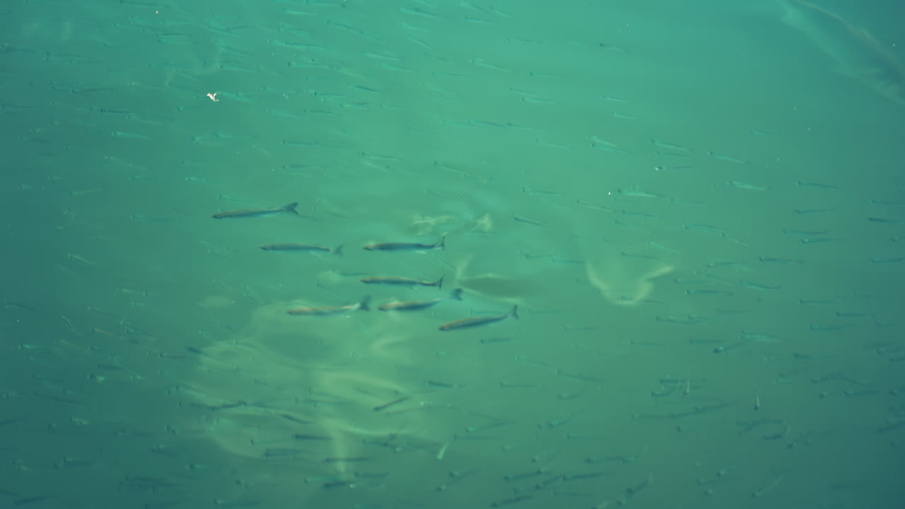 A school of small fish swimming near the water surface o the Mediterranean sea