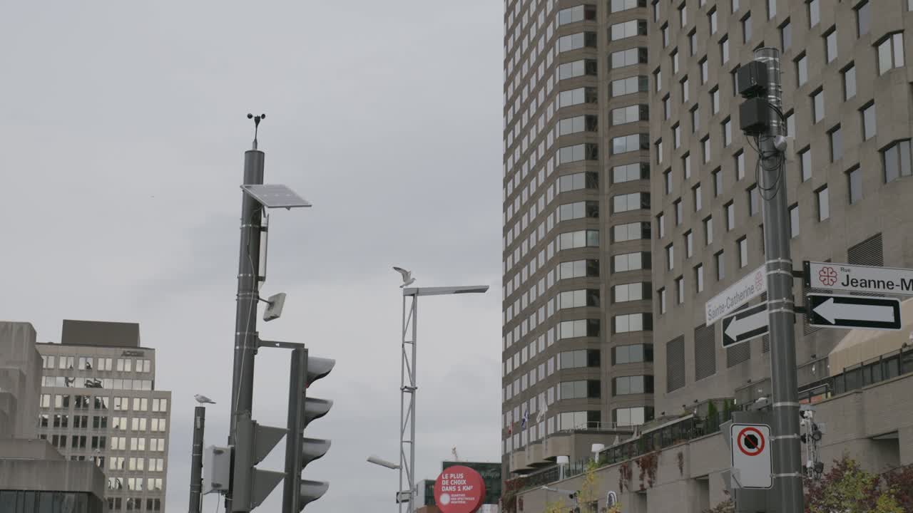 몬트리올 시에서 자유롭게 날아다니는 갈매기, 흐린 하늘을 배경으로 가로등에 자리 잡고 있다