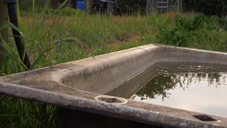 Alte-Badewanne-Voller-Wasser-Im-Kleingarten,-Mittlere-Schwenkaufnahme