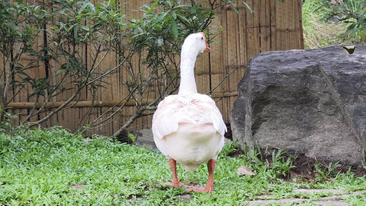 ganso blanco en un jardín