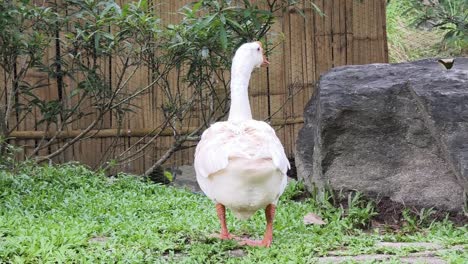 white goose in a garden