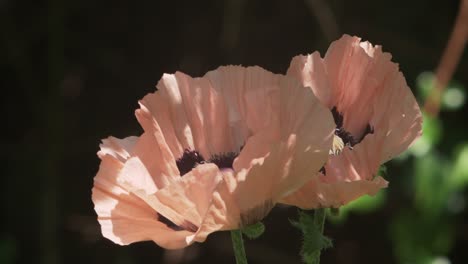 slow motion of bees hovering around a pair of pale pink poppy flowers in bloom