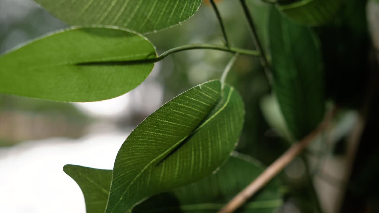 hojas verdes soplando suavemente en la brisa
