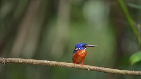 rufous-bellied kingfisher perched on a branch
