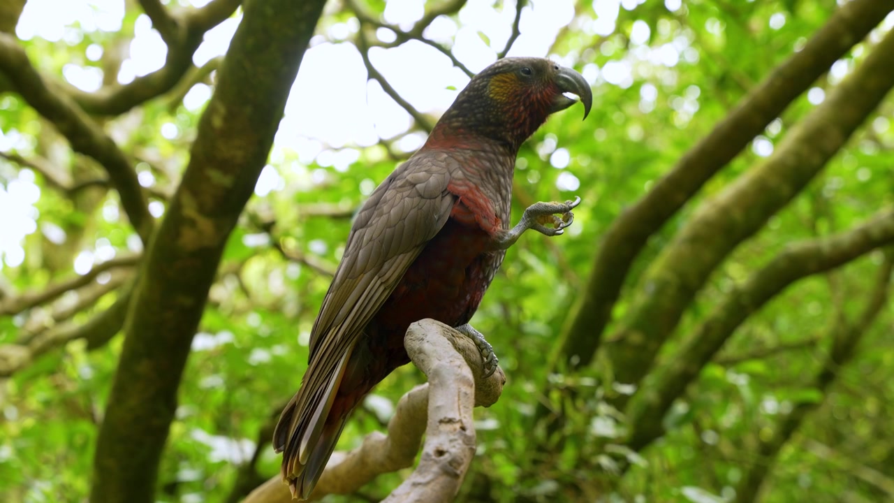 Kakapapegoja äter på en trädgren i Zealandia Te Mara a Tane, Nya Zeeland, horisontell handhållen bild.