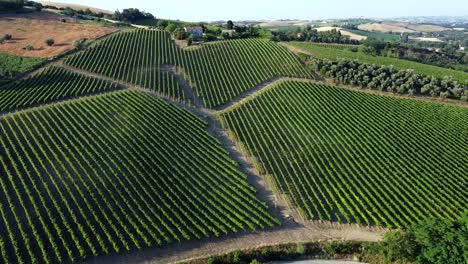 líneas geométricas de un viñedo italiano típico en el campo montañoso