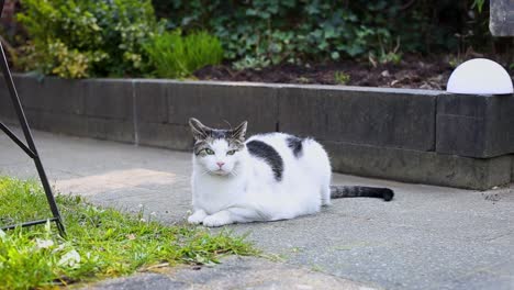 the spotted cat lies on the path in the garden and looks around