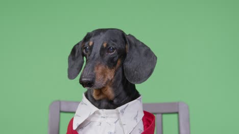 portrait of funny dachshund dog in white shirt and red knitted jacket, who suddenly starts pounding table with paws, jumping up, playing piano or typing on computer keyboard, chromakey on background.