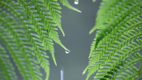 water droplets collect on fern leaves in the rain