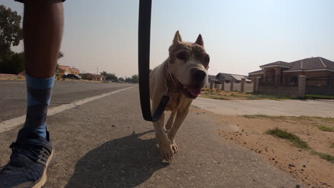 Walking-a-pet-dog-on-a-leash-along-a-road-in-a-suburban-neighborhood---low-angle-leading-view