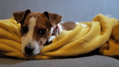 muy lindo cachorro jack russel acostado sobre una acogedora manta color mostaza