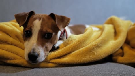 very cute jack russel puppy lying on cozy mustard-colored blanket