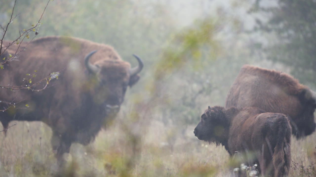 bisonte europeo bonasus familia de toros en un campo tupido,niebla pesada,chequia