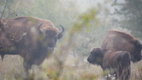 european bison bonasus bull family in a bushy field,heavy fog,czechia