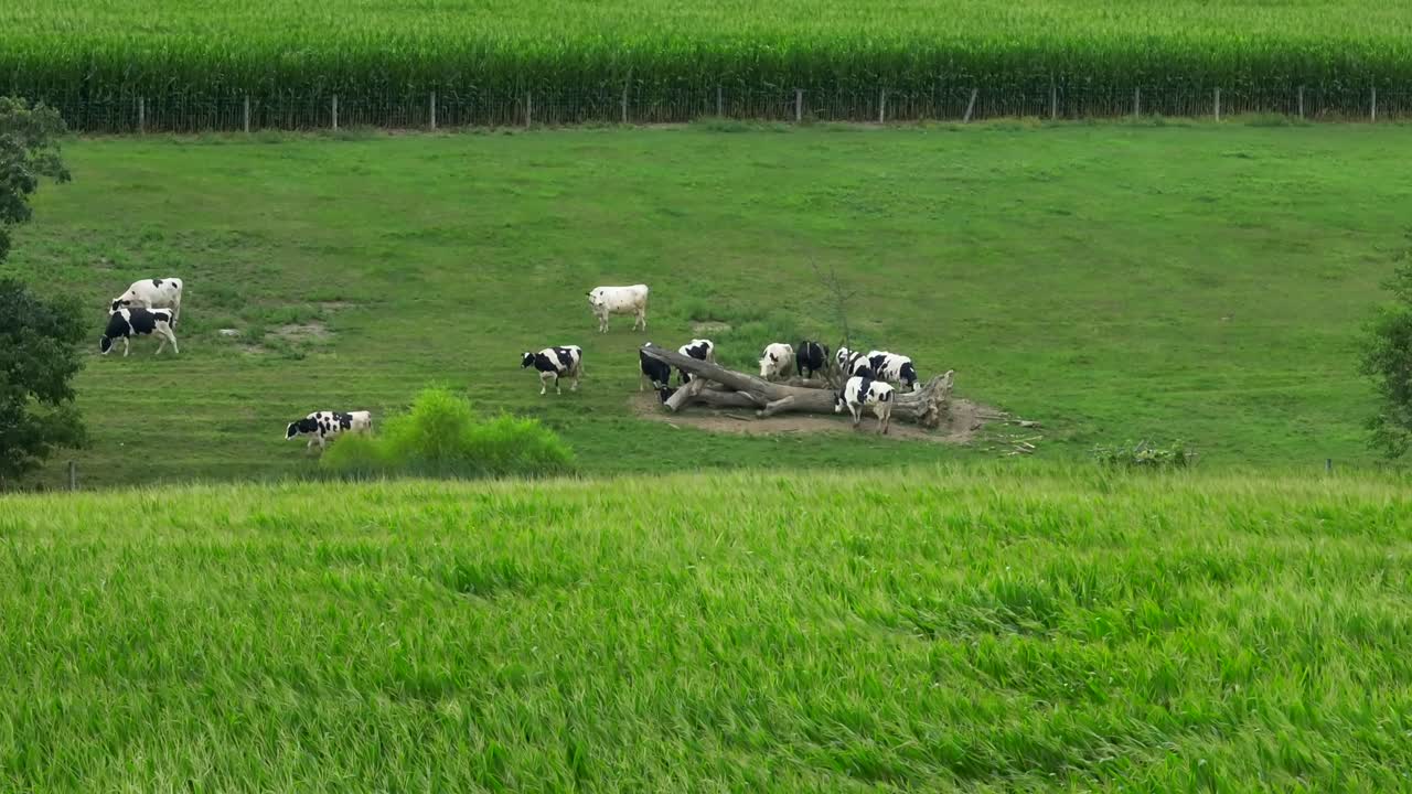 옥수수  ⁇ 에서 바람이 불고 있습니다.