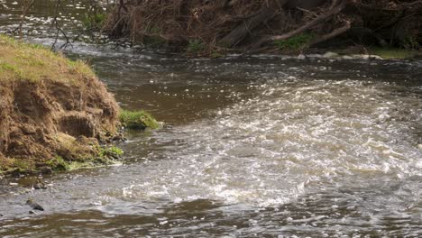 the brown water of a flowing river runs through nature