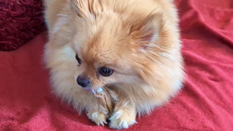 adorable pomeranian dog biting on rawhide chew toy