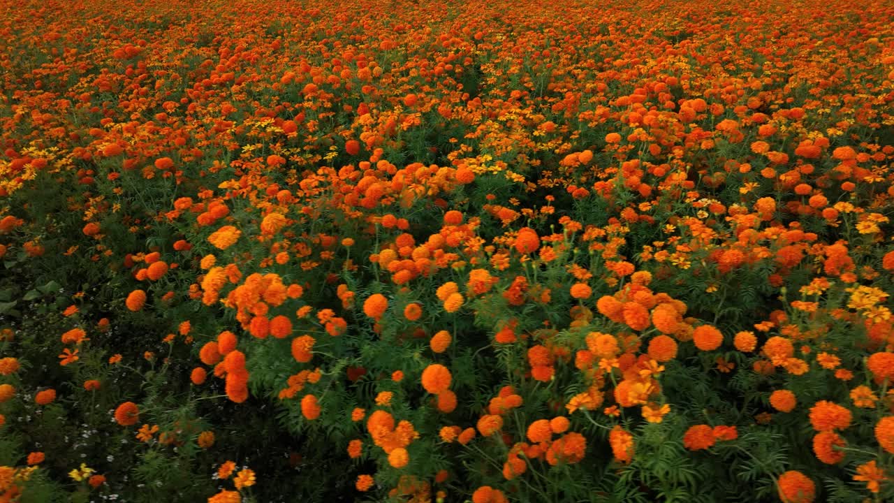 Video aereo di una piantagione di fiori di calendula in Messico