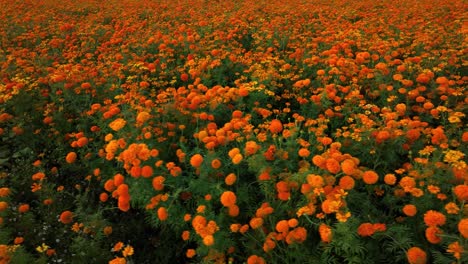 Aerial-video-of-a-marigold-flower-plantation-in-México