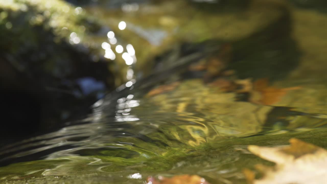 pequeño río en el bosque, los árboles reflejados en el agua, hojas flotando en el agua