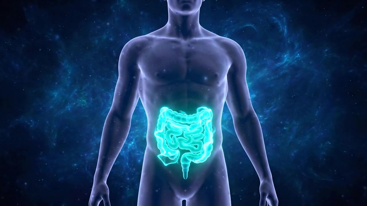 Visualizzazione dell'anatomia digestiva di un torso trasparente con intestini