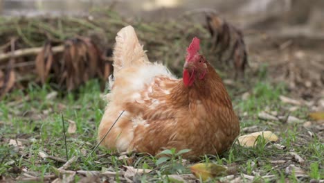 huhn, das im hinterhof der farm ruht