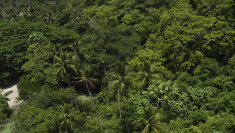 dense tropical forest at playa rincon in samana peninsula, dominican republic